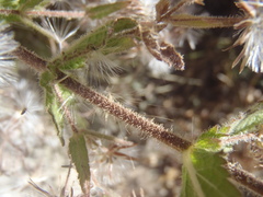 Brickellia amplexicaulis