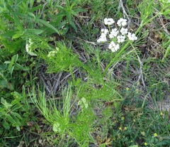 Bifora americana