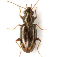 Bembidion rapidum