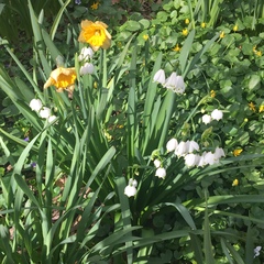 Leucojum