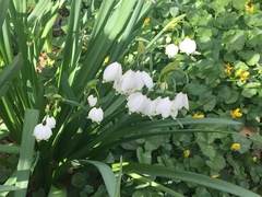 Leucojum