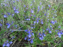Scutellaria drummondii