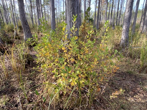 Clethra tomentosa (Clethra tomentosa)