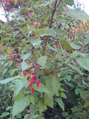 Salvia fulgens
