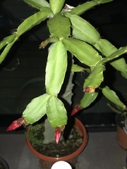 Rhipsalidopsis gaertneri