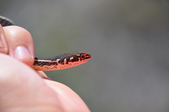 Masticophis lateralis lateralis