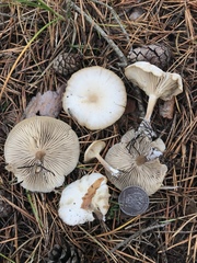 Clitocybe metachroa