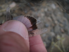Oedipoda canariensis