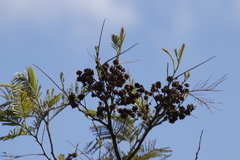Dasineura rubiformis