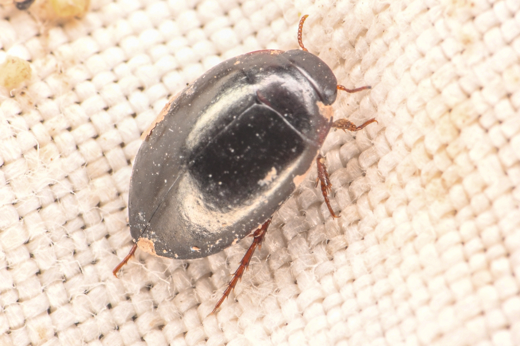 Hydrotrupes palpalis