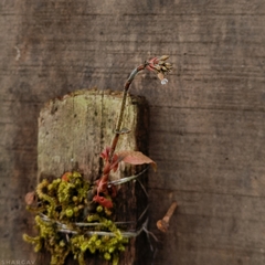 Cheirostylis parvifolia