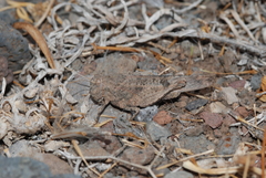 Oedipoda canariensis
