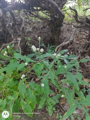 Isocarpha oppositifolia
