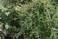 Flueggea verrucosa
