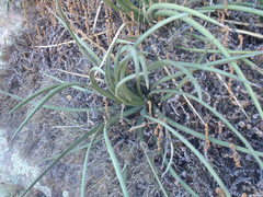 Agave schottii schottii