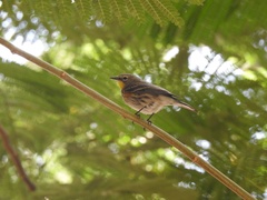 Setophaga coronata