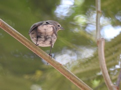 Setophaga coronata