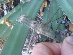 Agave schottii schottii