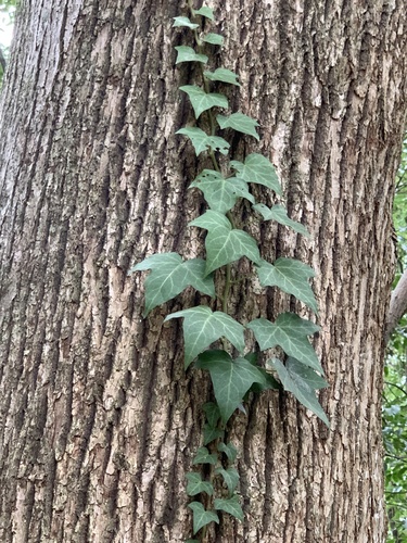 Hedera helix image