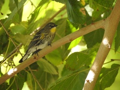 Setophaga coronata