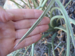 Agave schottii schottii