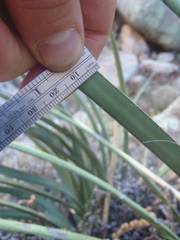 Agave schottii schottii