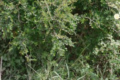 Flueggea verrucosa