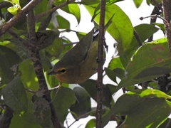 Leiothlypis celata