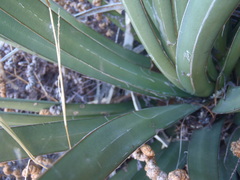 Agave schottii schottii