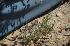 Aspidoscelis hyperythrus beldingi