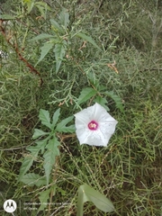 Distimake dissectus dissectus