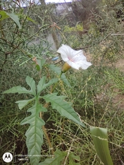 Distimake dissectus dissectus