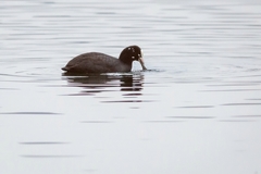Fulica atra