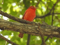 Piranga rubra