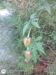 Distimake dissectus dissectus