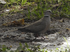 Streptopelia decaocto
