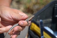 Aspidoscelis hyperythrus beldingi