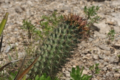 Coryphantha octacantha