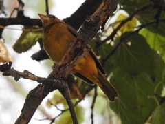 Piranga rubra