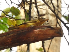 Piranga rubra
