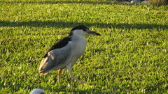 Nycticorax nycticorax image