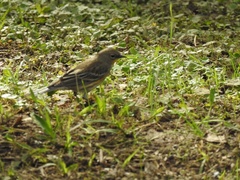 Setophaga coronata