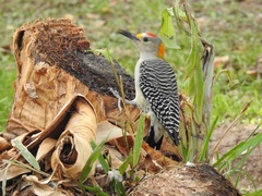 Melanerpes aurifrons