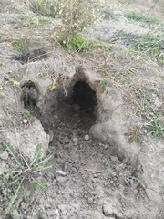 Oryctolagus cuniculus