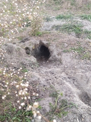 Oryctolagus cuniculus