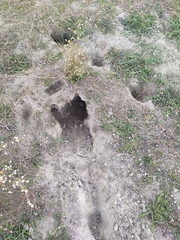 Oryctolagus cuniculus