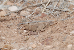 Oedipoda canariensis
