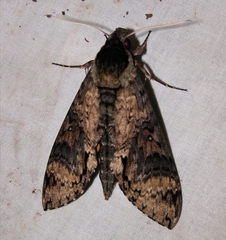 Manduca lucetius