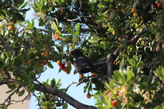 Turdus merula
