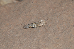 Sphingonotus guanchus